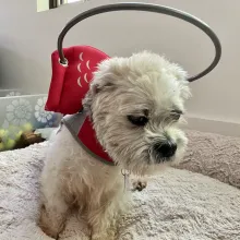 small white dog with medical halo