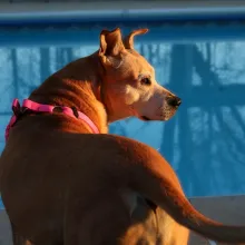 Brown dog looking back