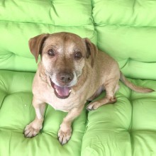 dog on a green couch