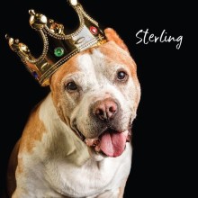 handsome pitbull with crown