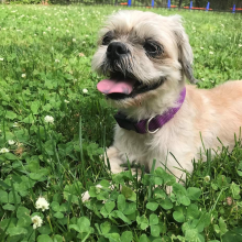 Small dog in grass