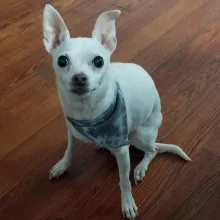 little Pearl sitting small white dog sitting