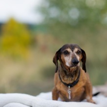 Small daschund standing on a blanket in front of a desert background