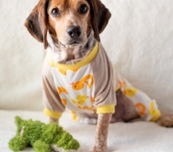beagle in pajamas