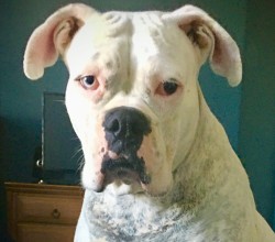 white boxer with one blue eye