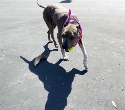 Grey pit bull Juda playing with toy