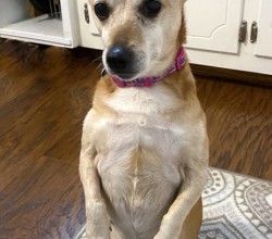 tan dog sitting up on her back legs