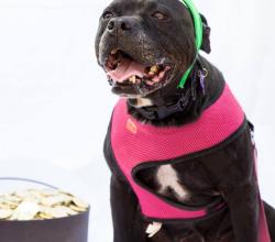 Black pit bull type dog wearing shamrock headband