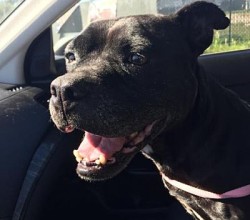 Pepper going for a car ride