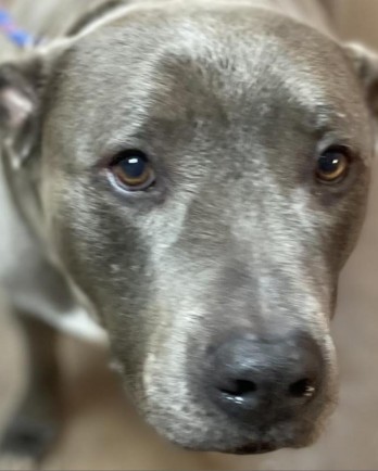 grey pitbull face close up