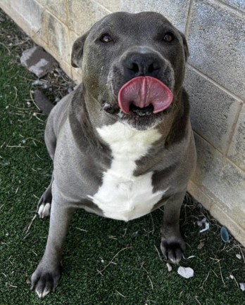 grey and white pitbull with tongue out