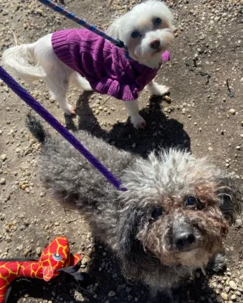 grey dog and white dog on leashes