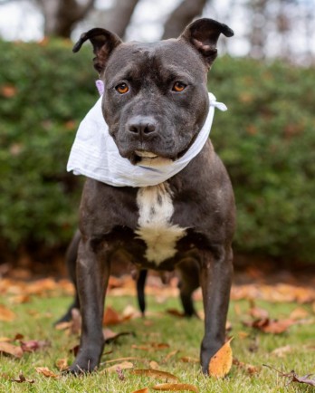 dark grey pit bull with bandana