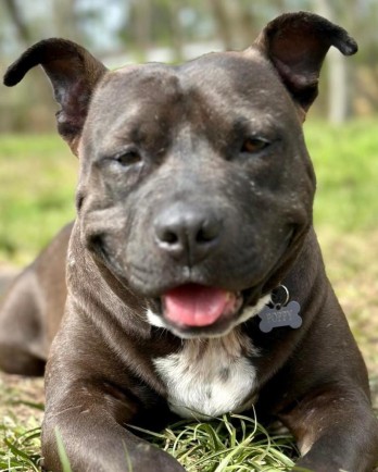 smiling dark grey pit bull