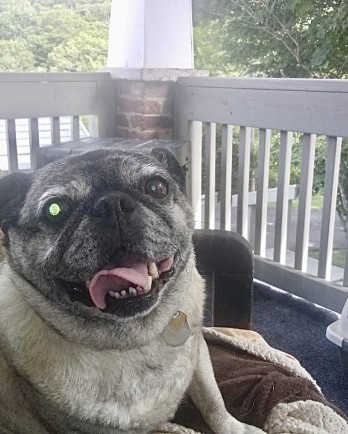 pug on front porch
