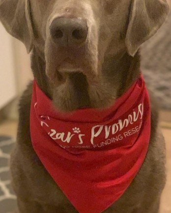 grey dog with red bandana