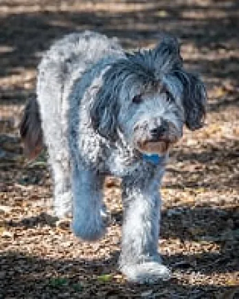 fuzzy white sheep dog