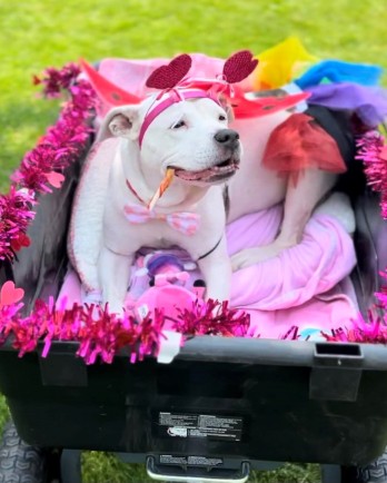 white dog in decorated cart