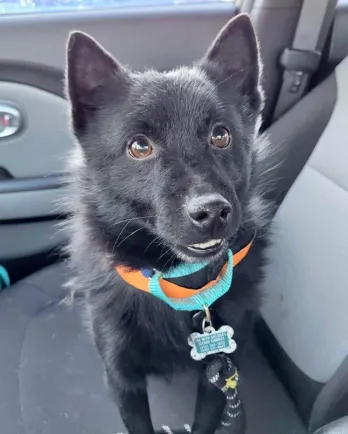 grey dog in car