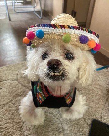 white dog with sombrero