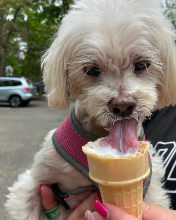 white dog eating ice cream cone