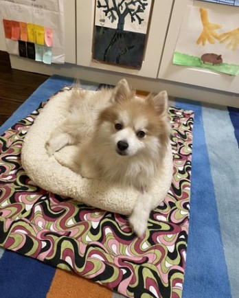tan dog in dog bed