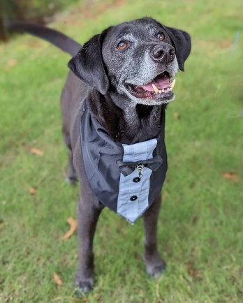handsome black dog in tuxedo