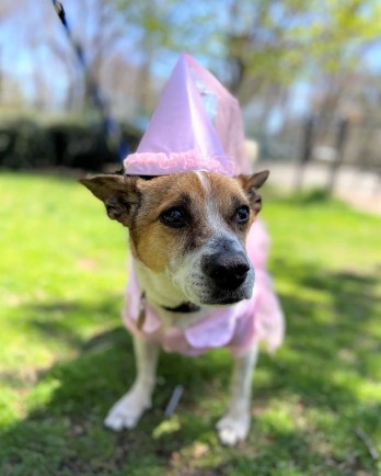 terrier mix in princess costume