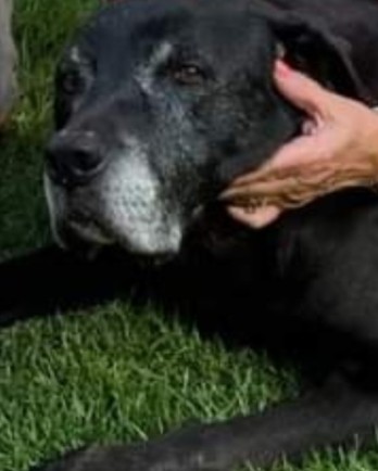 black dog with grey muzzle