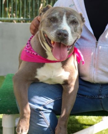 pit bull terrier with pink bandana