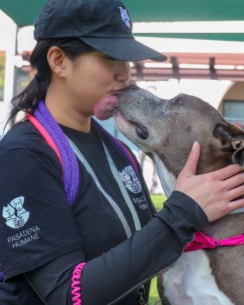 pit bull terrier giving kisses