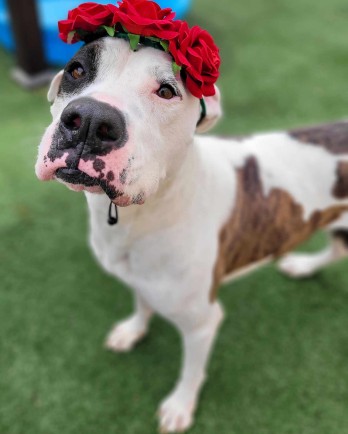 white dog with brown spots wearing red flower crown