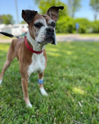 brown and white boxer dog in grass