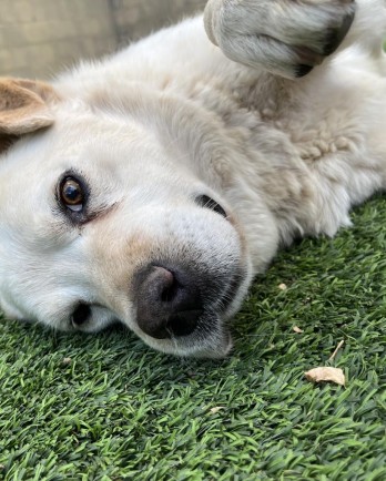 white dog laying on side in the grass
