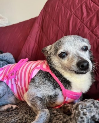 chihuahua wearing pink dress on couch