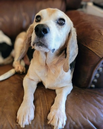 beagle on couch with soulful eyes