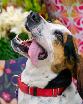 hound dog with tongue out