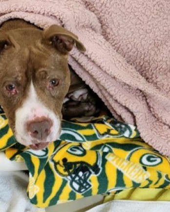 brown pitbull dog under blanket