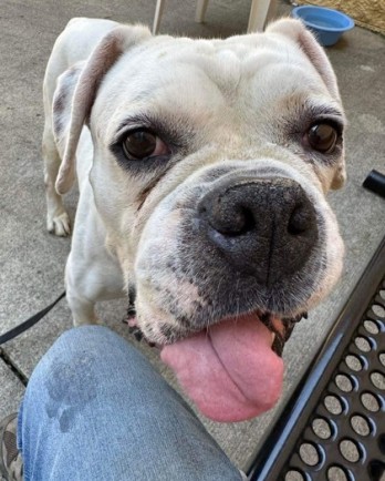 white american bulldog with tongue out