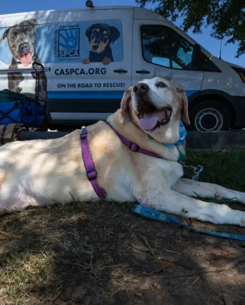 Hazel in front of shelter vehicle