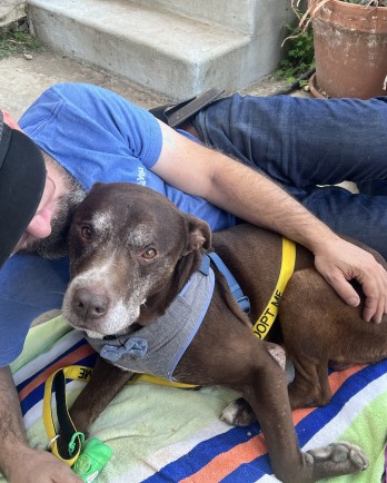 dark brown dog laying with a man
