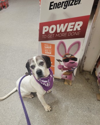 beagle mix with energizer bunny