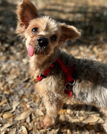 silky terrier with tongue out
