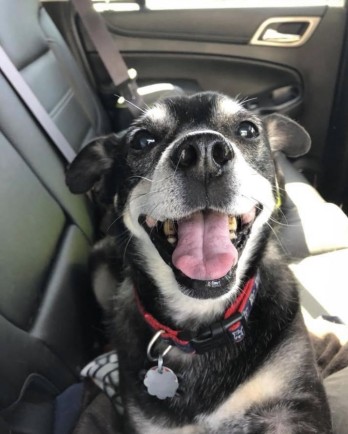 black dog smiling in car