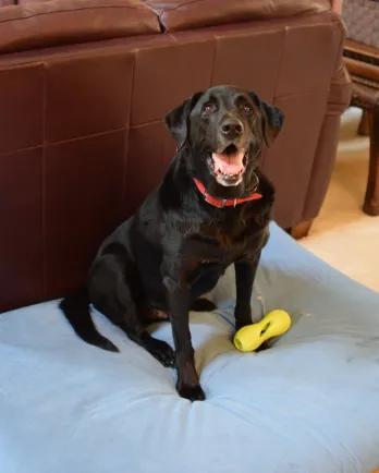 black dog