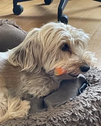 white dog with carrot
