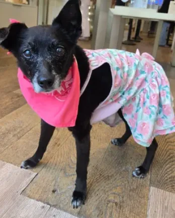 img of gracie