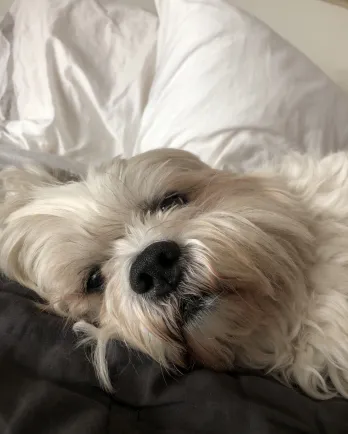 Mrs.Pants