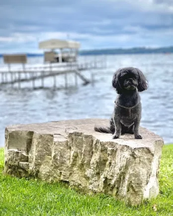 small black dog sitting on a rock in front of the sea
