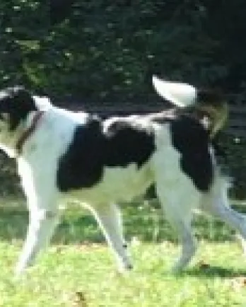 Belle